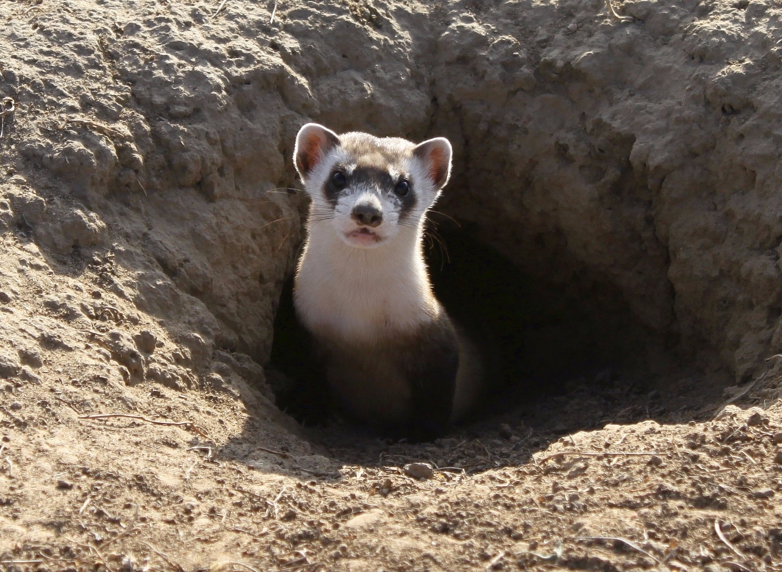 The black-footed ferret is the most critically-endangered land mammal in North America. Once thought extinct, a tiny population was discovered decades ago on a ranch near Meteetse, Wyoming and the animals were brought into captivity. Thanks to the Endangered Species Act, black-footed ferrets are getting a second chance in the wild. They depend on prairie dogs to survive but prairie dogs remain targets of annihilation in the West.  Photo courtesy Ryan Moehring/US Fish and Wildlife Service