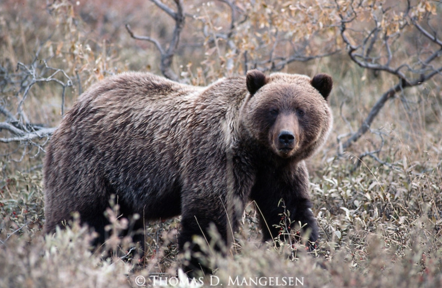 A Greater Yellowstone grizzly descended from among the140—or fewer— that remained when the bear was given federal protection in 1975.  Photo courtesy Thomas D. Mangelsen (mangelsen.com) 