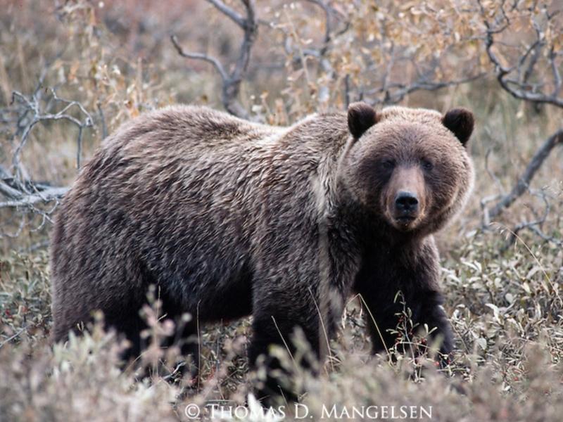 A Greater Yellowstone grizzly