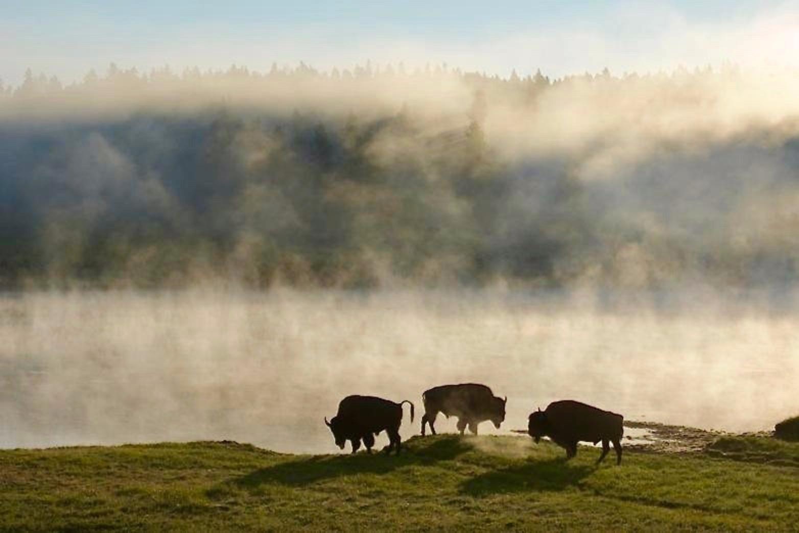 A band of young Yellowstone bison. Photograph courtesy Steven Fuller