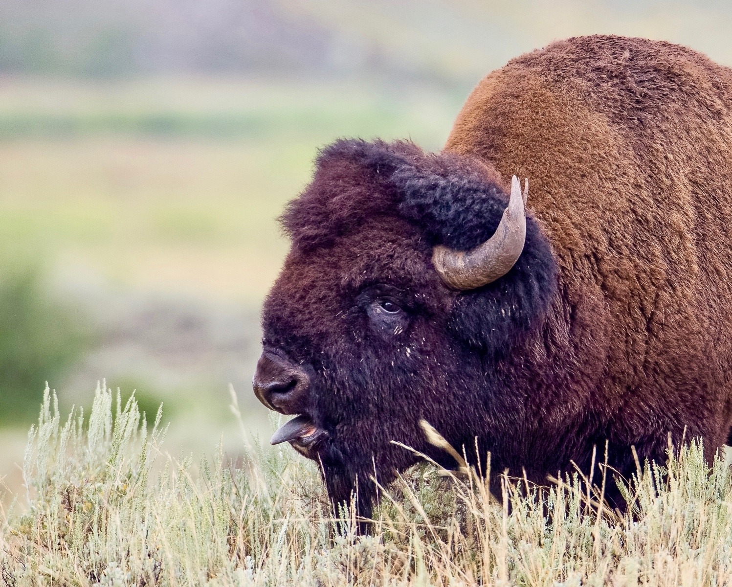 A bison bull, some of whose descendants are bound for Fort Peck. Photo courtesy Neal Herbert/NPS