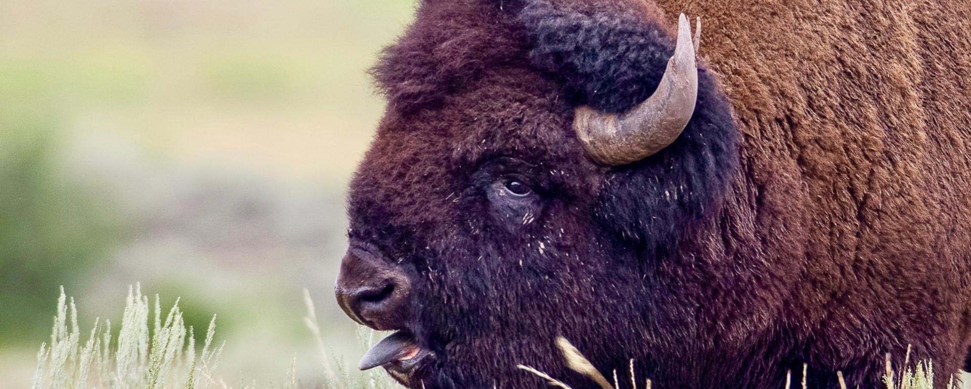A bison in Yellowstone