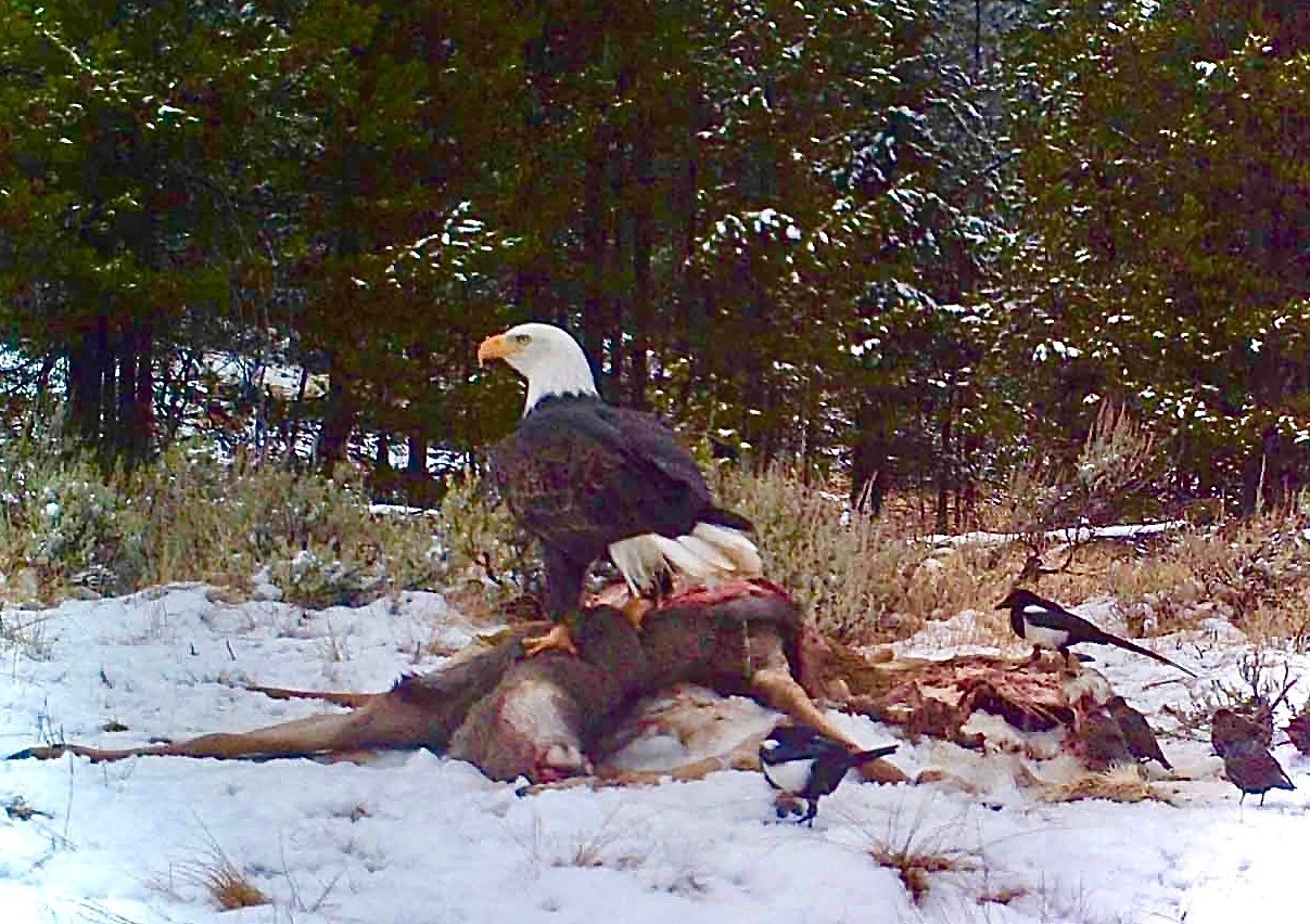 A bald eagle and other avian scavenger feast upon a deer wounded by a hunter's bullet  that later died.  If any of these birds ingests lead, chances are high it could get sick or die.  Every year, bald eagles, America's national wildlife symbol, die from exposure to lead ammo. Photo courtesy Craighead Beringia South in Jackson Hole