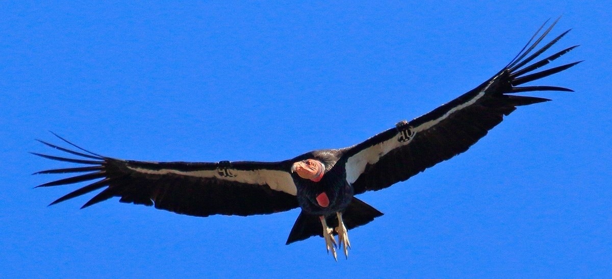 The survival of critically-endangered California condors remains threatened due to lead ammo in the environment. Photo courtesy Gavin Emmons/National Park Service