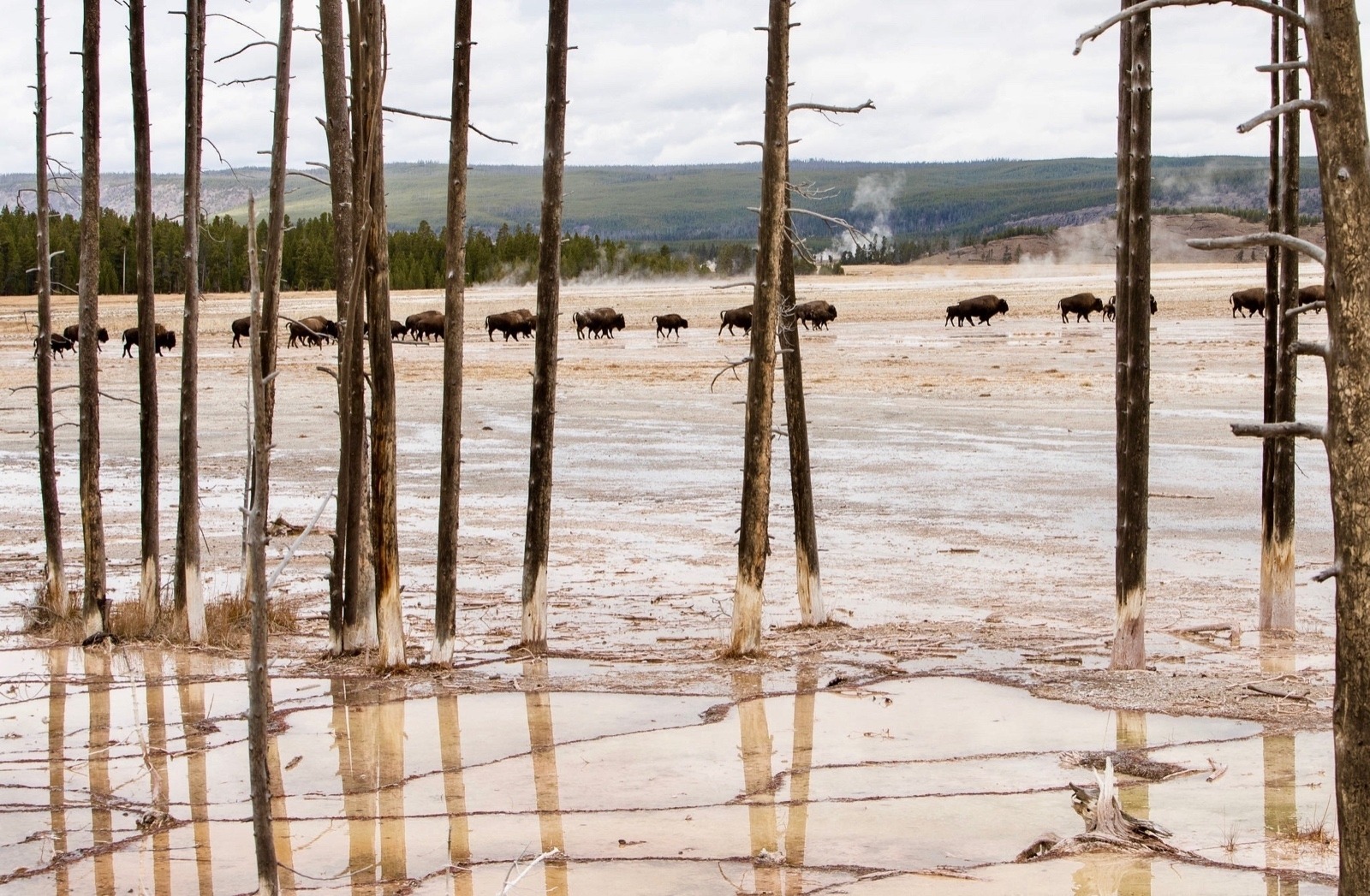Bison move across Yellowstone's Fountain Paint Pots as if part of a surreal wild illusion.  Photo courtesy Jim Peaco/NPS