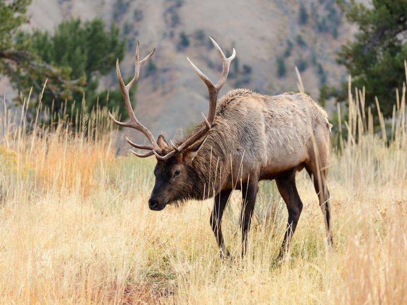 A bull elk in Yellowstone
