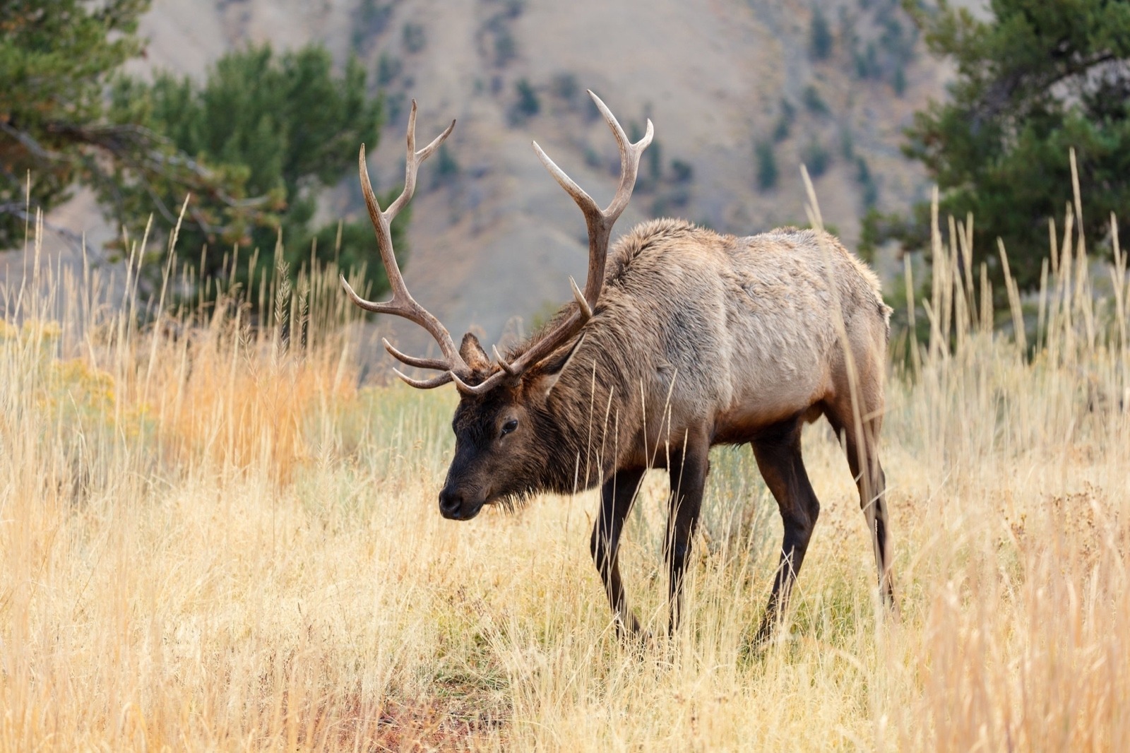 A bull elk in Yellowstone, its survival dependent upon having access to public and private lands. Photo courtesy Jacob W. Frank/NPS