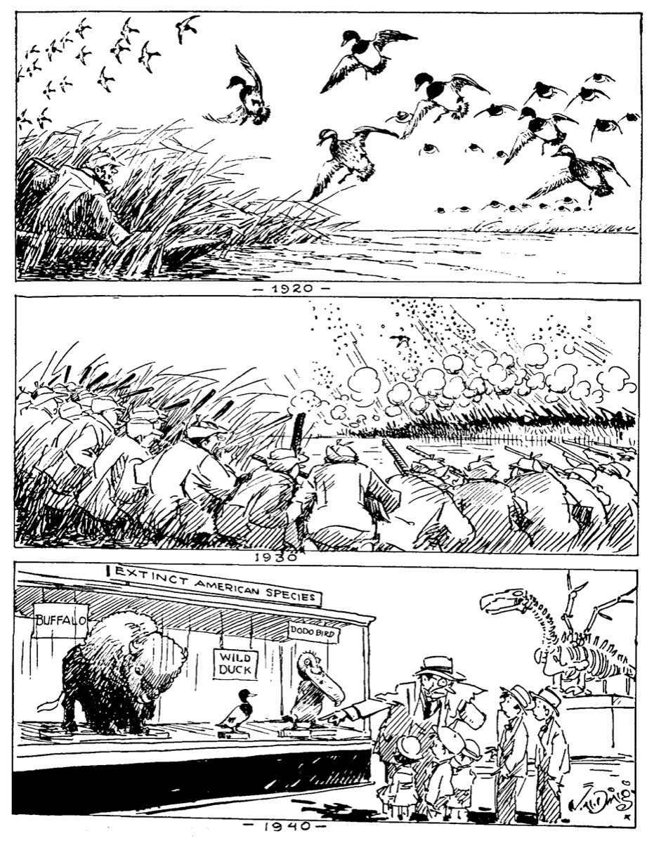 Newspaper cartoonist Jay "Ding" Darling didn't hold back in his crusading against loss of wetlands, hunting regulations and a new ethic in which users of natural resources also be tapped to pay for their protection.