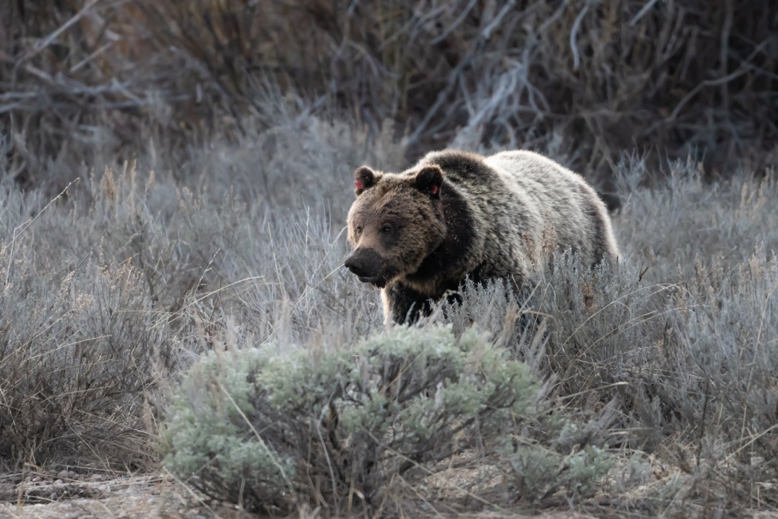A grizzly that inhabits Grand Teton National Park and the adjacent national forest. Wilderness areas in Greater Yellowstone and other parts of the northern Rockies are different from wilderness areas elsewhere in the West. They function as refugia for grizzlies.  Photo courtesy C. Adams/NPS