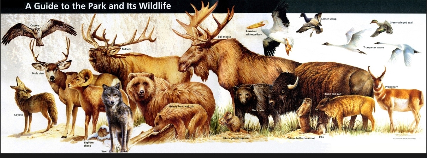 Most of the animals featured in this wildlife pamphlet given to visitors in Yellowstone also inhabit the Gallatin Mountains outside the national park. Burritt says protecting high quality wildlife habitat there is as important as safeguarding it in Yellowstone.  Image courtesy NPS 