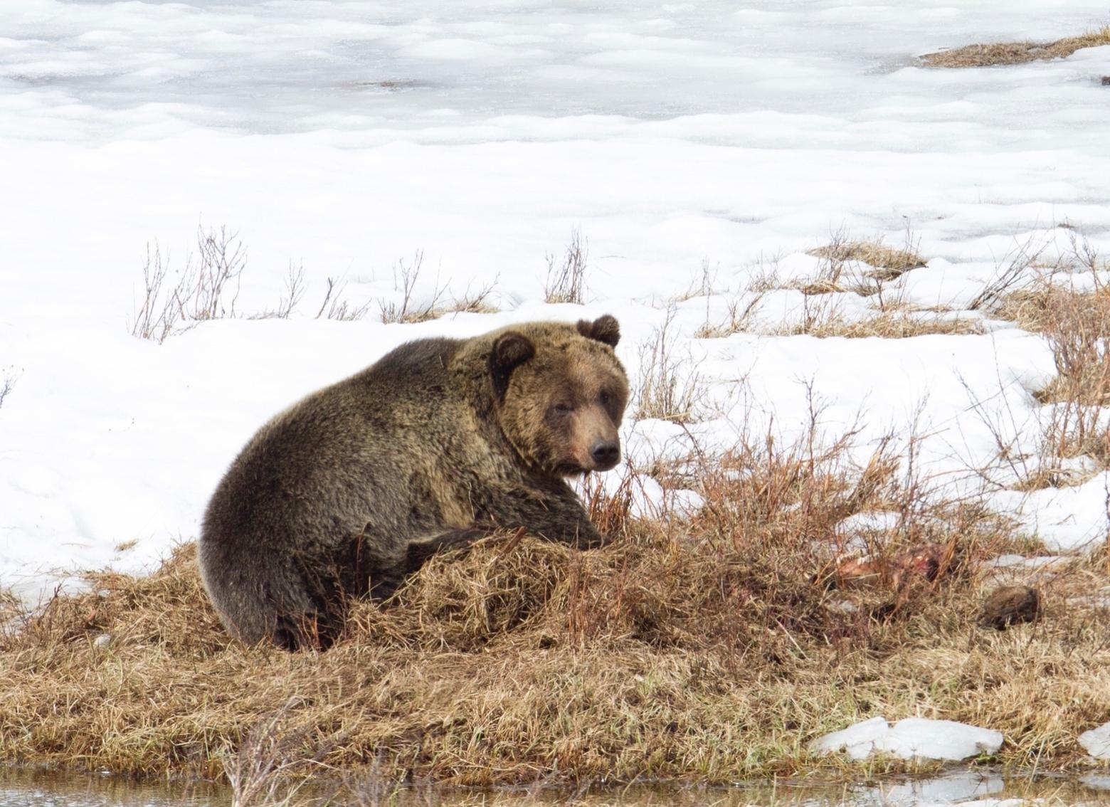 A grizzly bear on a bison carcass near Blacktail Pond in Yellowstone.  While hunting is not allowed in Yellowstone, an elk hunt is staged in Grand Teton National Park and over the years encounters over carcasses between hunters and grizzlies have resulted in human injuries and dead bears, just as they have in national forests. Grand Teton requires hunters to carry bear spray.  Photo courtesy Jim Peaco/NPS