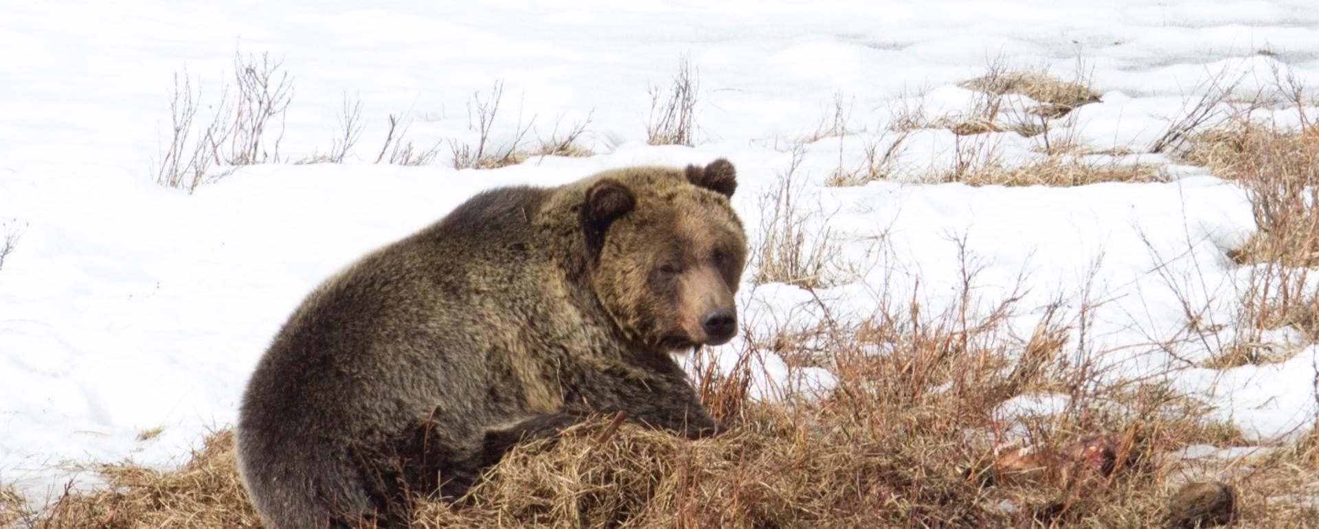 Grizzly on a carcass