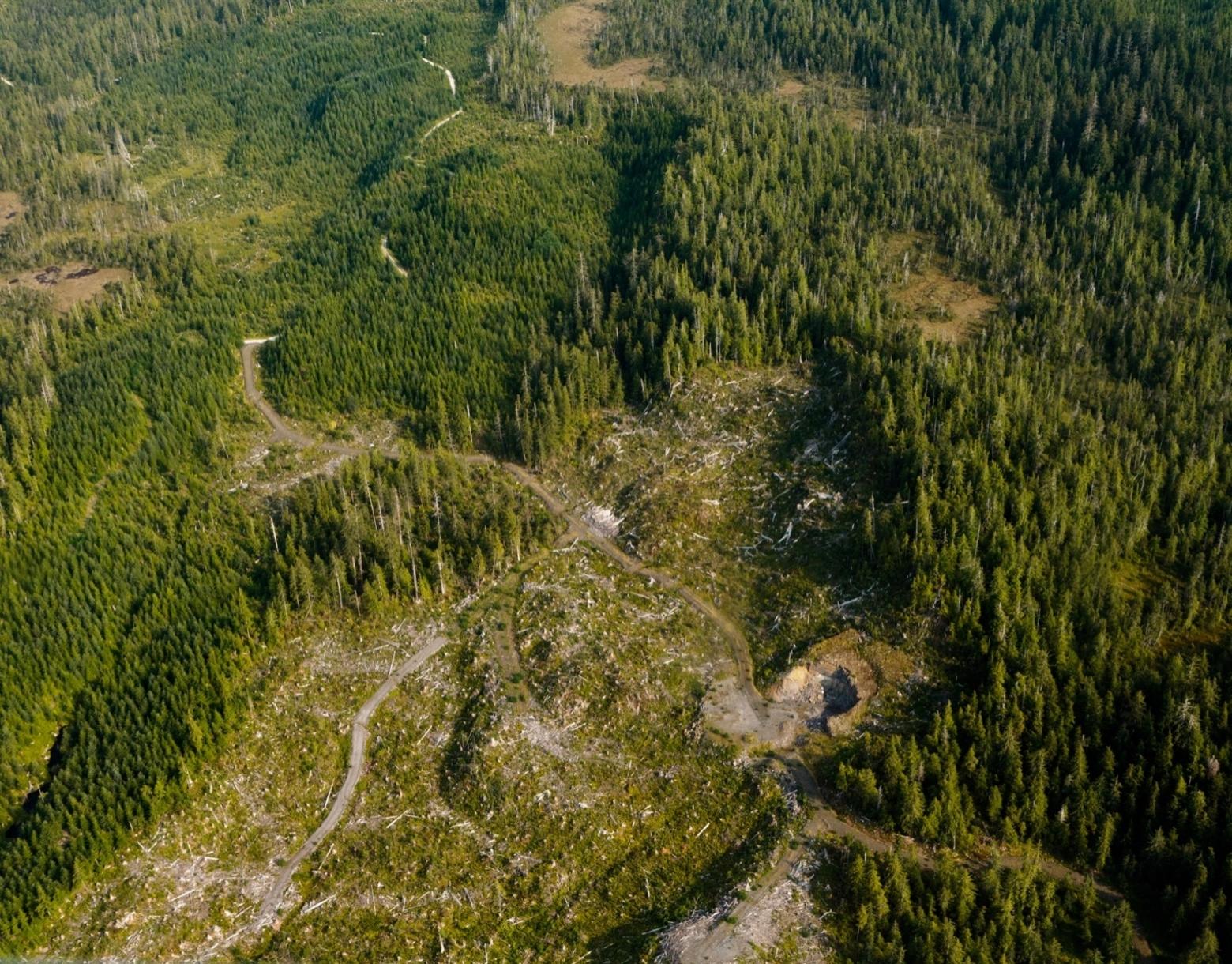 What kind of jobs are worth taxpayers subsidizing construction of hundreds of thousands of miles of logging roads that enable forests to be clearcut and sometimes felled old-growth trees exported, for pennies on the dollar to Asia, meanwhile leaving devastated ecosystems behind in their wake?  A photo of the Tongass National Forest, courtesy Al Wu