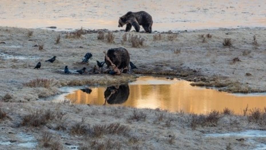 As prominent conservation biologists say, ecosystems that are capable of sustaining grizzly bears in the American West are both exceedingly rare and special.  For landscapes that give grizzlies enough room to roam are also conducive to being homelands for hundreds of other species. In fact, one of the modern catalysts for advancing ecosystem thinking in the 1980s was owed to rescuing the grizzly population from possible extirpation. Many thought they would never again inhabit Jackson Hole and Grand Teton National Park but today they are major attractions for wildlife watchers who come from around the world.  Photo courtesy Jim Peaco/NPS