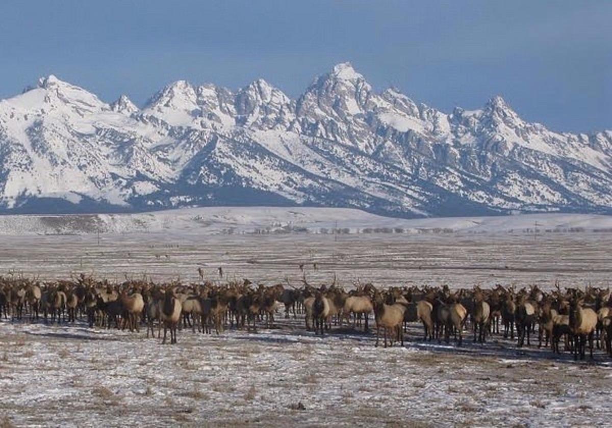 Elk gather in highly-concentrated numbers over artificial feed given to them at the National Elk Refuge in Jackson Hole. Many experts say the practice is setting up one of the most famous wapiti herds in America for potential catastrophe with Chronic Wasting Disease. The state of Wyoming operates another 22 feedgrounds and has been reluctant to shut them down. Photo courtesy US Fish and Wildlife Service/National Elk Refuge