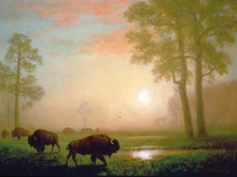 Bison as muse for ecology/economy?