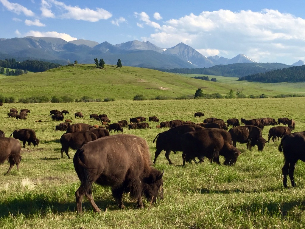 Bison graze on Ted Turner's Flying D Ranch southwest of Bozeman with the Spanish Peaks rising in the background.  The 6,000 bison on the Flying D are the largest herd in Greater Yellowstone, bigger even than the wild bison population in Yellowstone National Park.  Photo by Todd Wilkinson