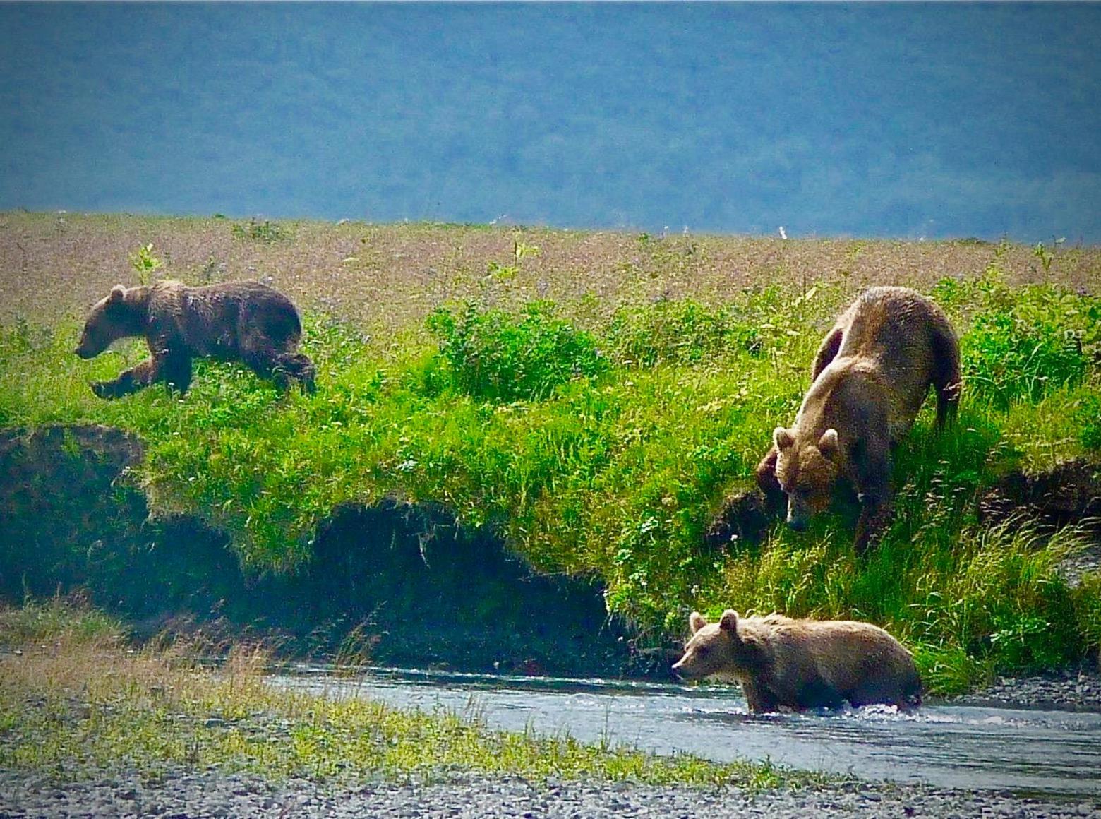A mother grizzly and cubs looking for a safe river crossing. Photo by Richard Louv