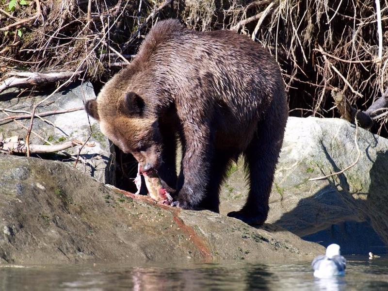 A coastal grizzly feasts on salmon