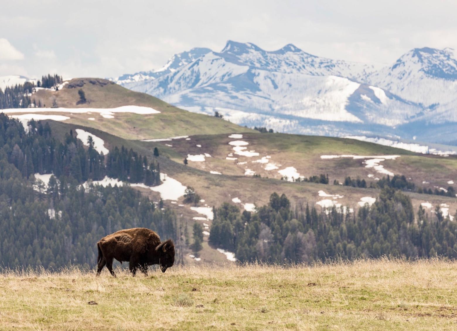 A bison in Yellowstone, descended from a small number of genetically-pure survivors that found refuge in the national park following the annihilation of 30 million in the American West.  What's the value of keeping a species alive beyond economics and ledger sheets?  Photo courtesy Jacob W. Frank/NPS