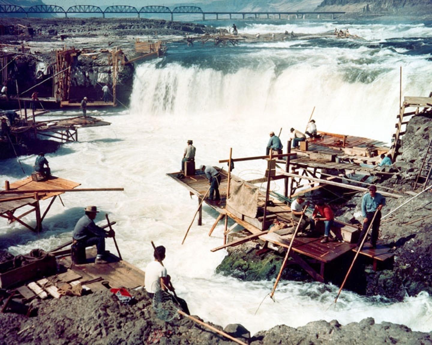 Indigenous people dipnet fishing for salmon at the Cul-De-Sac of Celilo Falls on the Columbia River in the mid 1950s, just prior to completion of the dam known as The Dallas. The resulting reservoir submerged the falls and the dam blocked fish passage. Evidence shows that native people converged upon Celilo going back 15,000 years. in 1805, Lewis &amp; Clark in their journals noted the huge gathering of people there to harvest fish, observing it was the largest they had seen on their journey. Photo courtesy US Army Corps of Engineers.