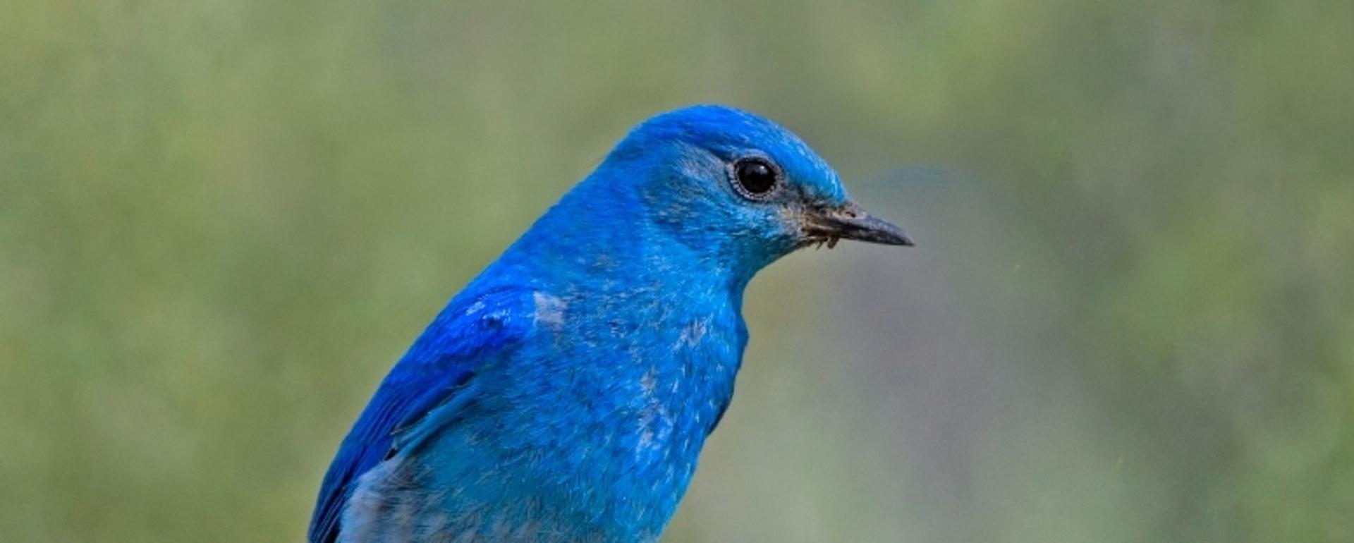 A mountain bluebird