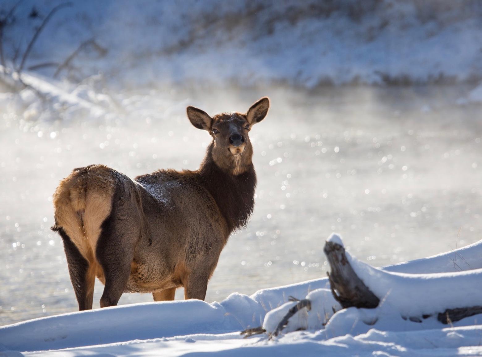 A healthy cow elk in Yellowstone. What will happen to national park's populations of elk, deer and moose if CWD strikes there?  Photo courtesy Neal Herbert/NPS