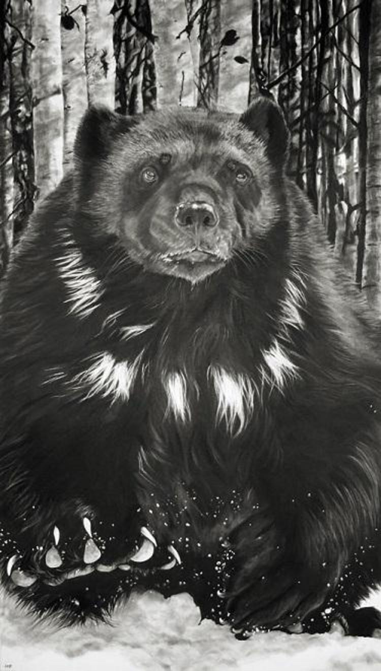 Wolverines, grizzlies, wolves, elk, bighorn sheep, mountain goats, lynx, fisher, and bison are among the species that live within the vast perimeter of the Absarokas and Beartooths. Which makes it wilder that most national parks in America.  Artwork (charcoal on archive paper drawing) by Rox Corbett