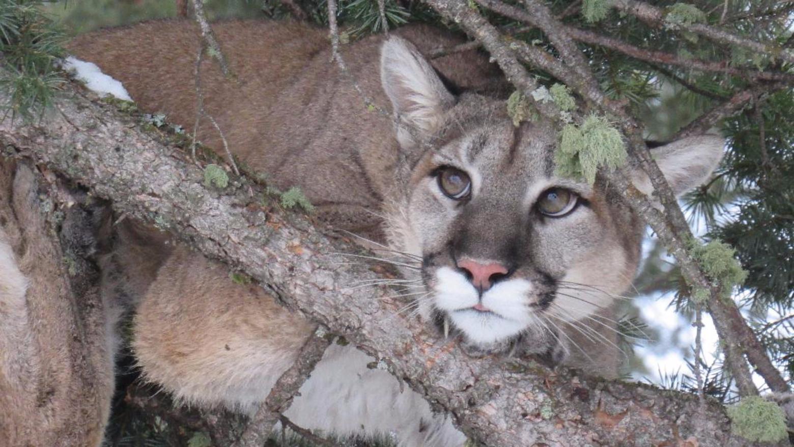 This photo of a female mountain lion ran in the winter 2019 Montana Quarterly as part of  story about new ways to study the elusive big cats.  Photo courtesy Ryan Castle