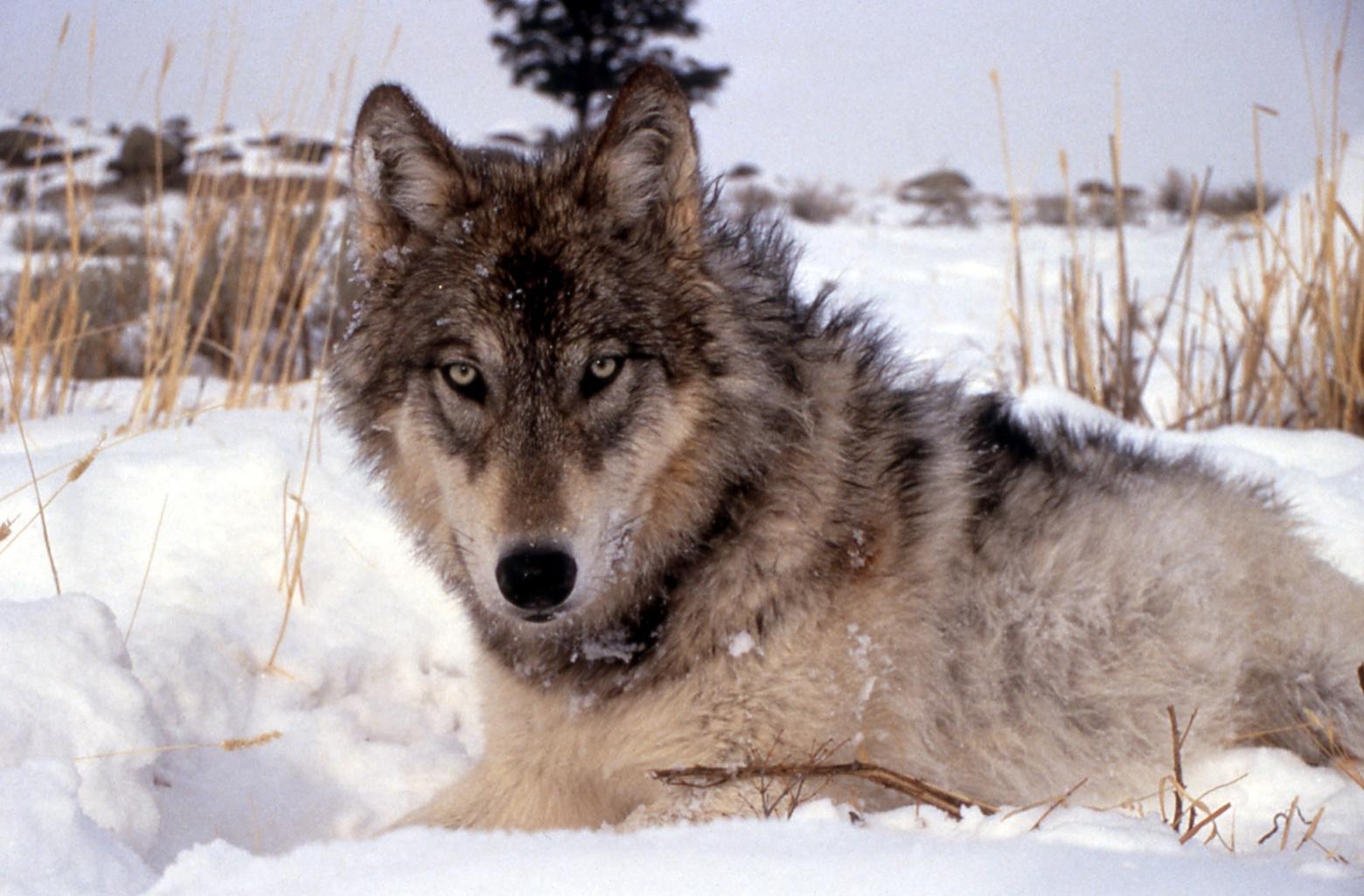 Canis lupus, the gray wolf. Have we become smarter in thinking about wolves?  Photo courtesy National Park Service