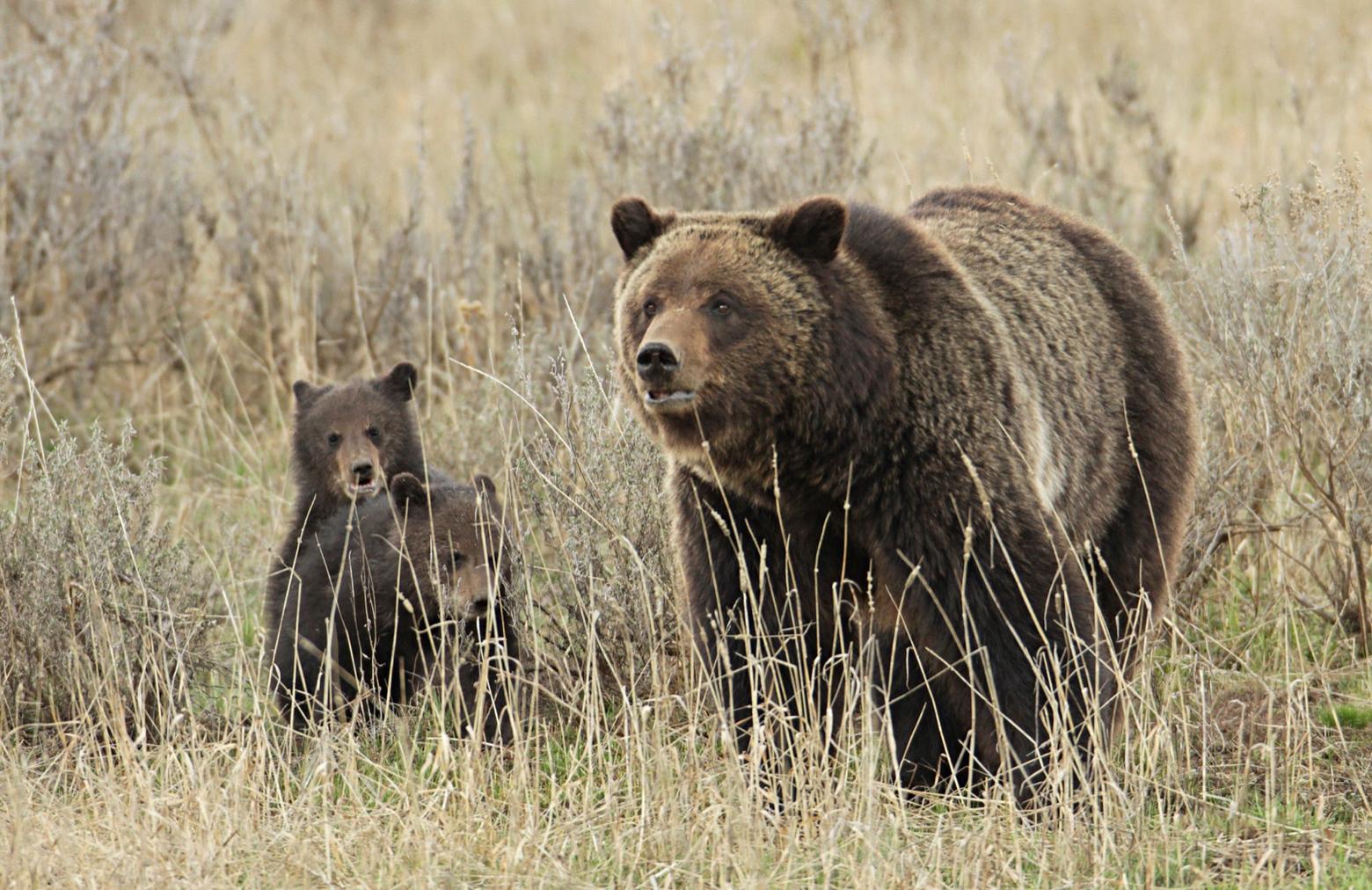 It wasn't so long ago that scientists worried the Greater Yellowstone grizzly population might be lost.  Only through habitat protection and reducing conflicts with people was the downward population trend reversed.  Ironically, on the Custer-Gallatin National Forest's own webpage a photo of a grizzly bear is featured along with this acknowledgment:  "Bears do not like surprises."  Scientists warn that mountain bikers, because of the travel speeds of pedalers, represent a threat to grizzly habitat security. If enough mountain bikers ride in certain areas, they fear, it could result in displacement of bears.  Photo courtesy Jim Peaco/Yellowstone National Park