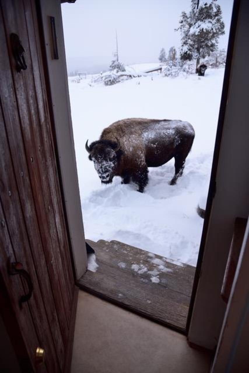 Fuller took the photo recently from his front doorstep at Canyon. Fun fact: He has lived in the center of Yellowstone for almost 50 years. During this time, grizzlies, wolves and mountain lions have been a regular part of  his wild neighborhood as well as rutting bull elk and temperamental bull bison. Number of times Fuller and/or members of his family/guests have been mauled by a grizzly, eaten by wolves, attacked by cougars or gored by wapiti and bison: 0.  Co-existence has worked for Fuller by moving mindfully and respectfully through the landscape.  Photo courtesy Steven Fuller.