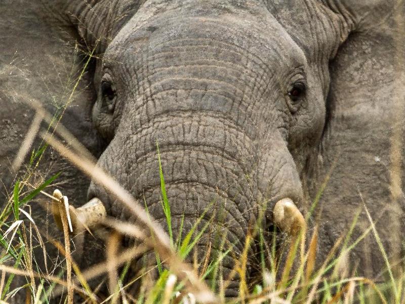 What is the best way to protect an elephant?