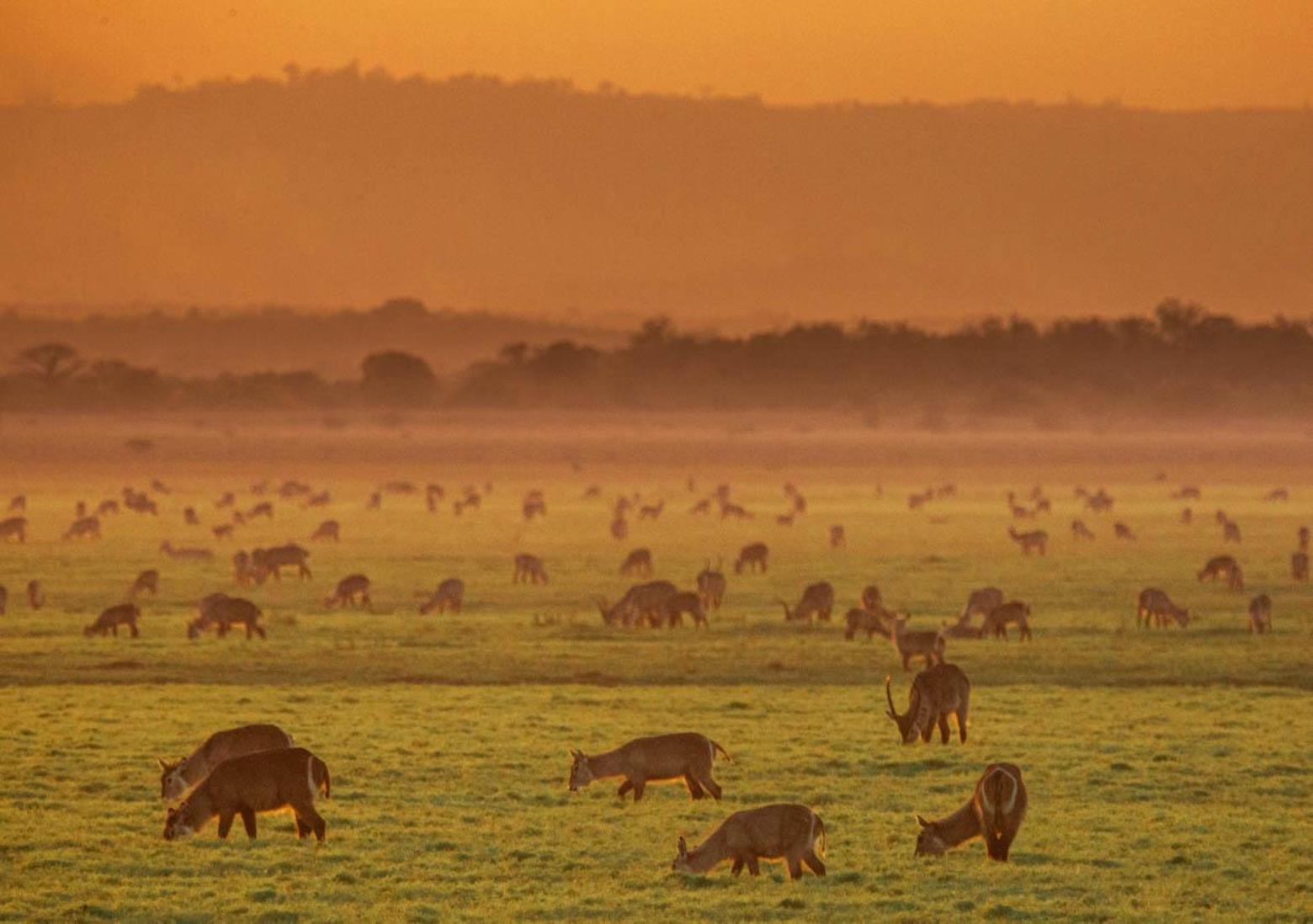 Gorongosa is today a vision of hope where ecological recovery meets enchanting landscapes and people searching to find a sustainable path forward that works for them. At top: Fog rolls across the valley while in image beneath, waterbuck graze at sunset. Photographs courtesy Brett Kuxhausen  