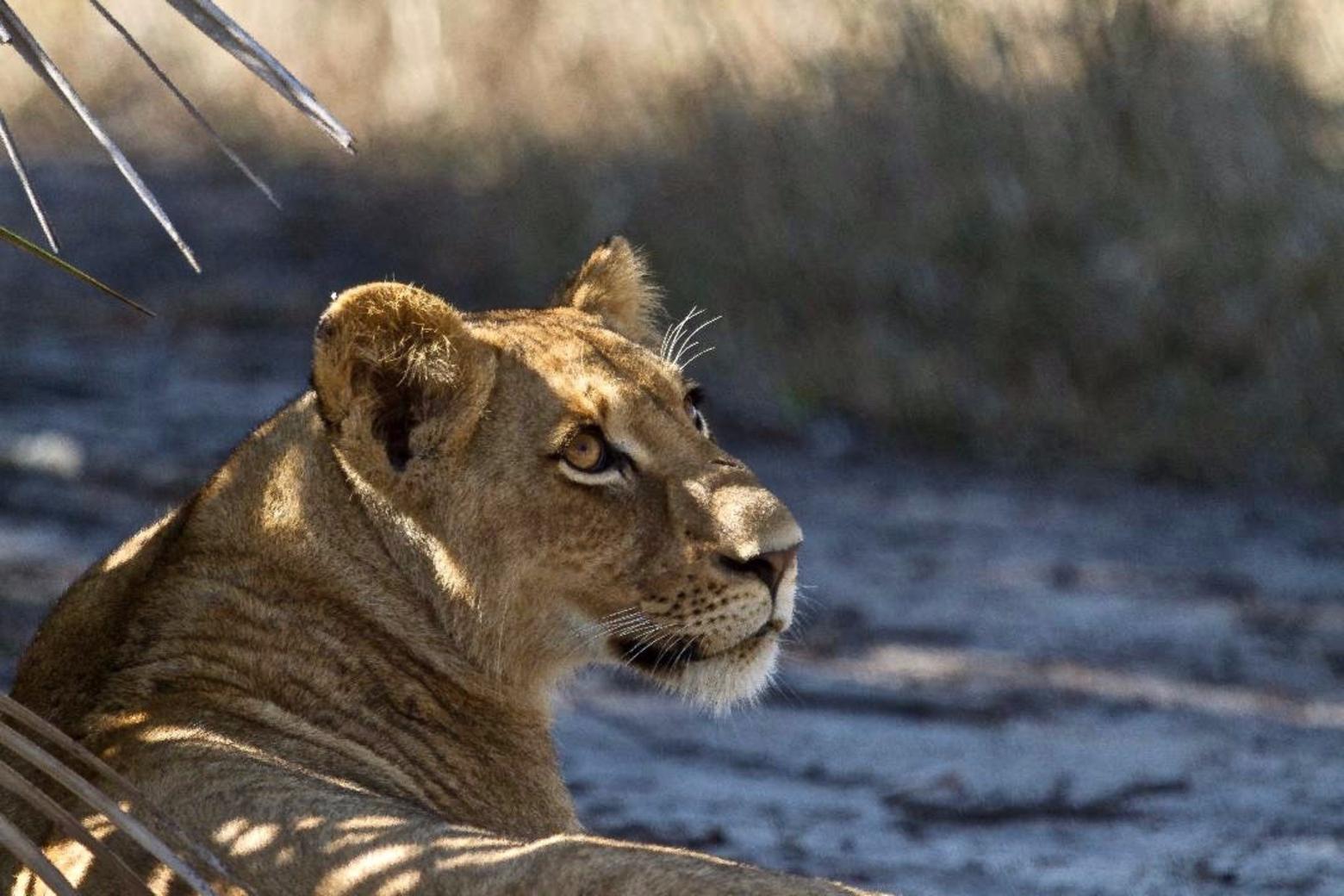 A lion cub takes shade in Gorongosa.  During the 1960s, a nature documentary was made about Gorongosa and it noted that 500 lions, 2000 elephants, 14,000 Cape buffalo and 3,000 hippos lived in the park. Within a single generation, following civil war and rampant poaching, nearly all disappeared. In this new era they are being given a chance to recover—and it's happening.  Photograph courtesy Lee Bennett