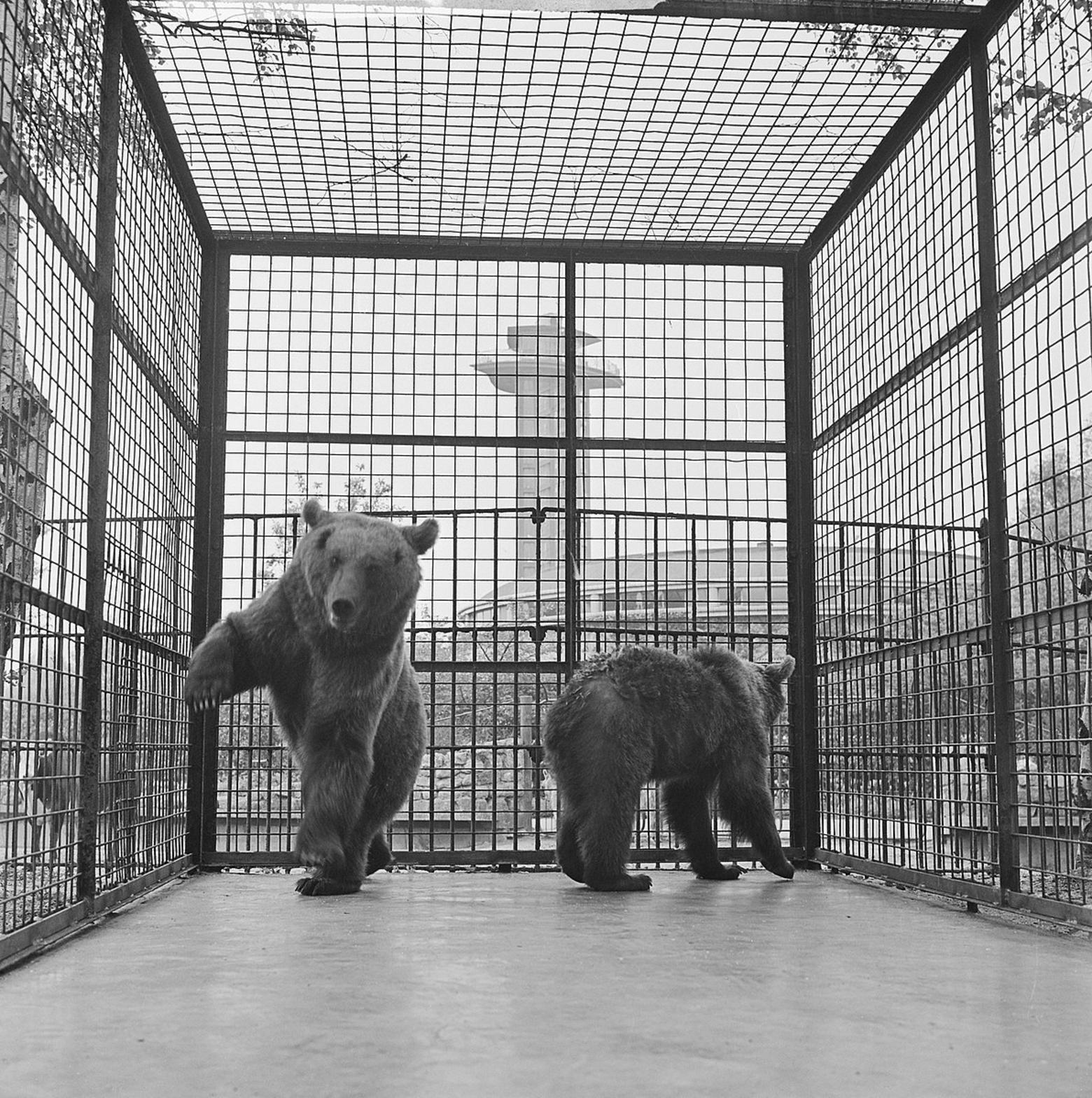 Photograph of caged brown bears in a zoo by Eric Koch, part of collection of the Dutch National Archives, used with permission via Creative Commons license.  