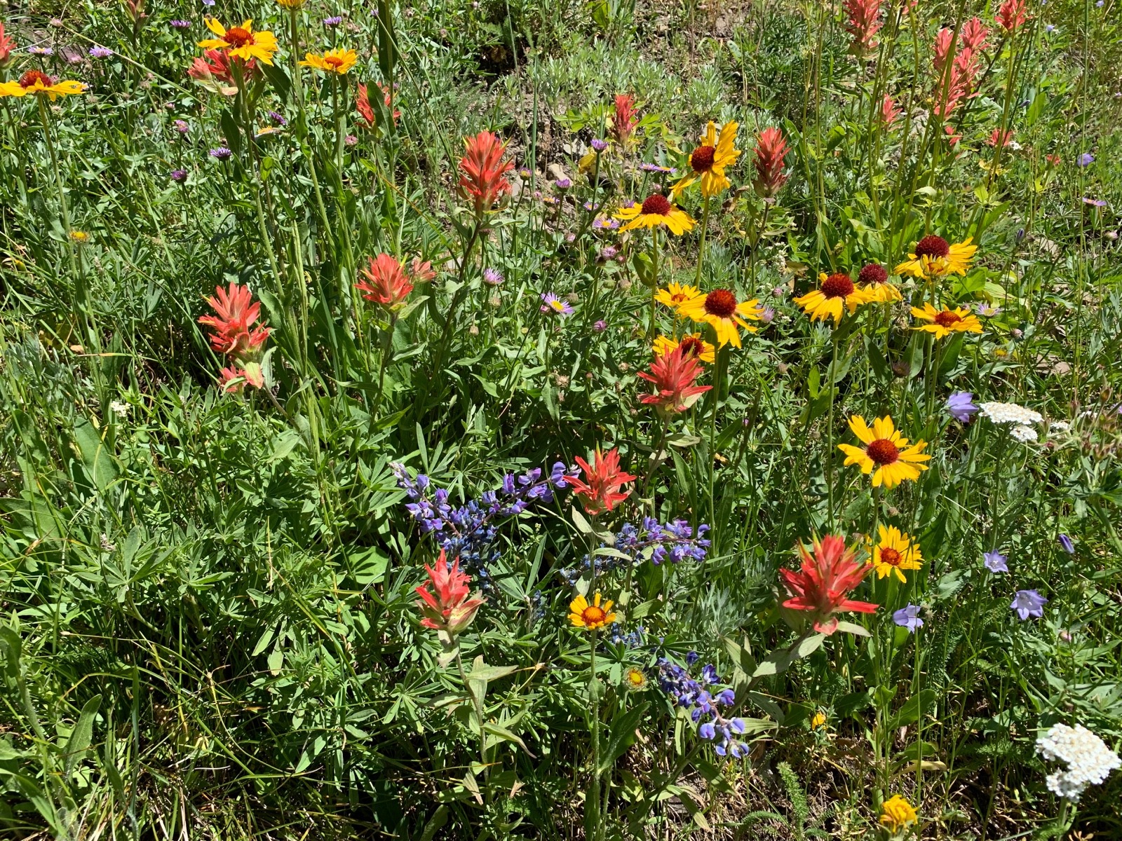 Just a smidgen of summer wildflower diversity in the mountains of Greater Yellowstone. Photo by Todd Wilkinson