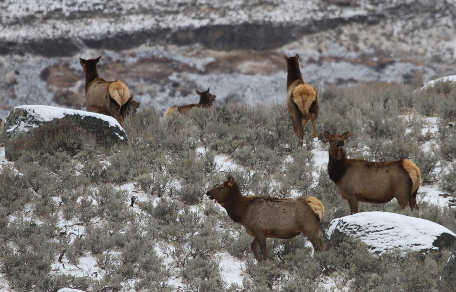 An elk herd in Yellowstone, one of many that leaves the park in winter and heads to lower ground often on private land. Here's a question: if residential sprawl deprives elk of key winter range the animals need to survive and they are displaced to other pieces of property where they are unwanted, who created the problem?  Photo courtesy Jim Peaco/NPS