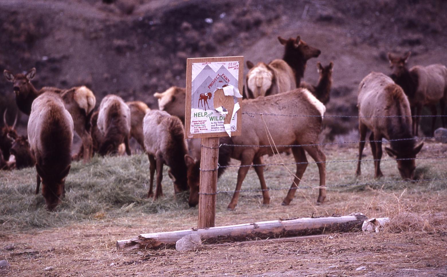 How many people still remember when "elk overpopulation" on Yellowstone's Northern Range was considered a serious problem as wapiti grazing exacted severe impacts on park plants, aspen and other wood vegetation.  In this photo by Jim Peaco with the National Park Service haggard-looking elk are fed hay on the outskirts of Gardiner, Montana. A quarter century after wolves were reintroduced to Yellowstone, lobos and elk appear to have reached a state of dynamic equilibrium with their numbers. This is what Monbiot has in mind with red deer and wolves in Scotland.