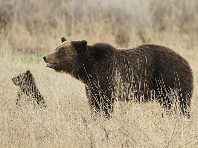 Will it lead to more grizzly deaths?