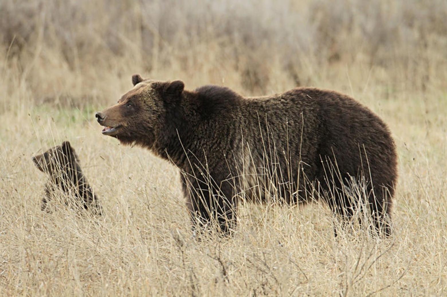 In addition to concerns raised about black bear baits luring in grizzlies and getting them hooked on unwanted foods is the possibility of grizzly bear mothers getting shot, leaving their cubs orphaned and likely to die. Photograph courtesy Jim Peaco/NPS