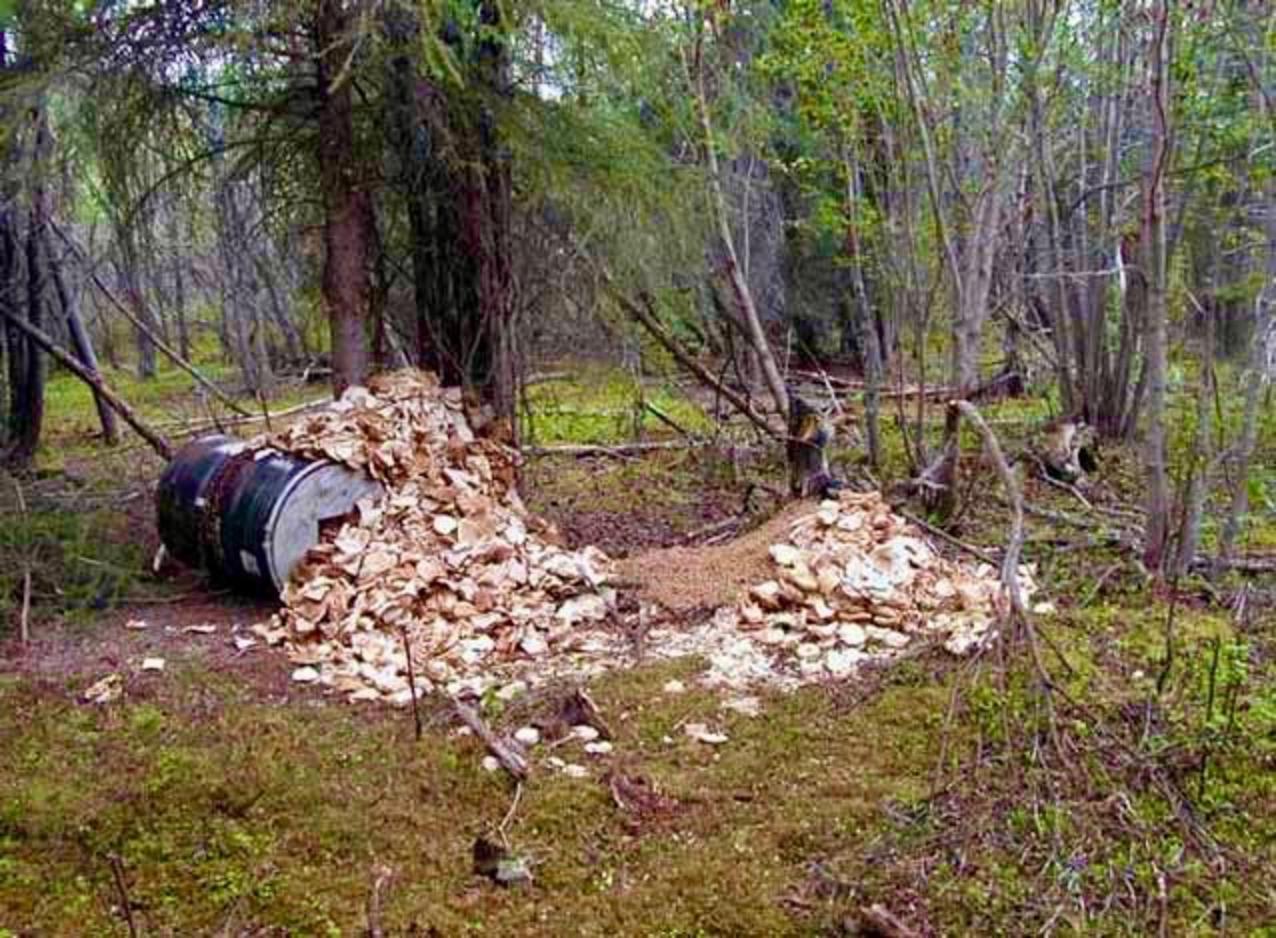 An example of what one hunter's "bear baiting station" looks like. Typically, barrels are filled with a variety of foods—the stinkier the better—in order to lure in bears. While some states require that "natural foods" be used, it is not uncommon for bear baiters to use bacon grease, jellied donuts, tuna fish and cat and dog food,. Meanwhile, the same states where bear baiting is allowed, aggressively advise that campers and backcountry users avoid using smelly foods and doing anything that might attract bears and leave them addicted to human foods. Photo courtesy NPS