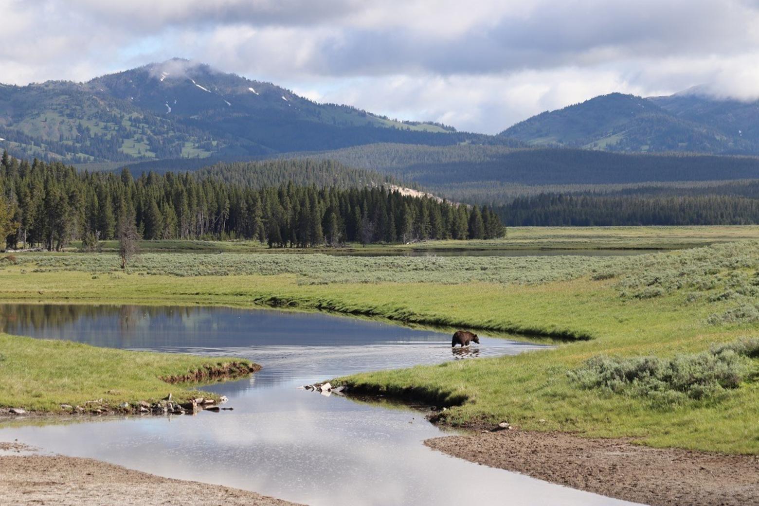 A grizzly fishes for trout in Yellowstone with the Gallatin Mountains rising in the background.  Photo courtesy Yellowstone National Park