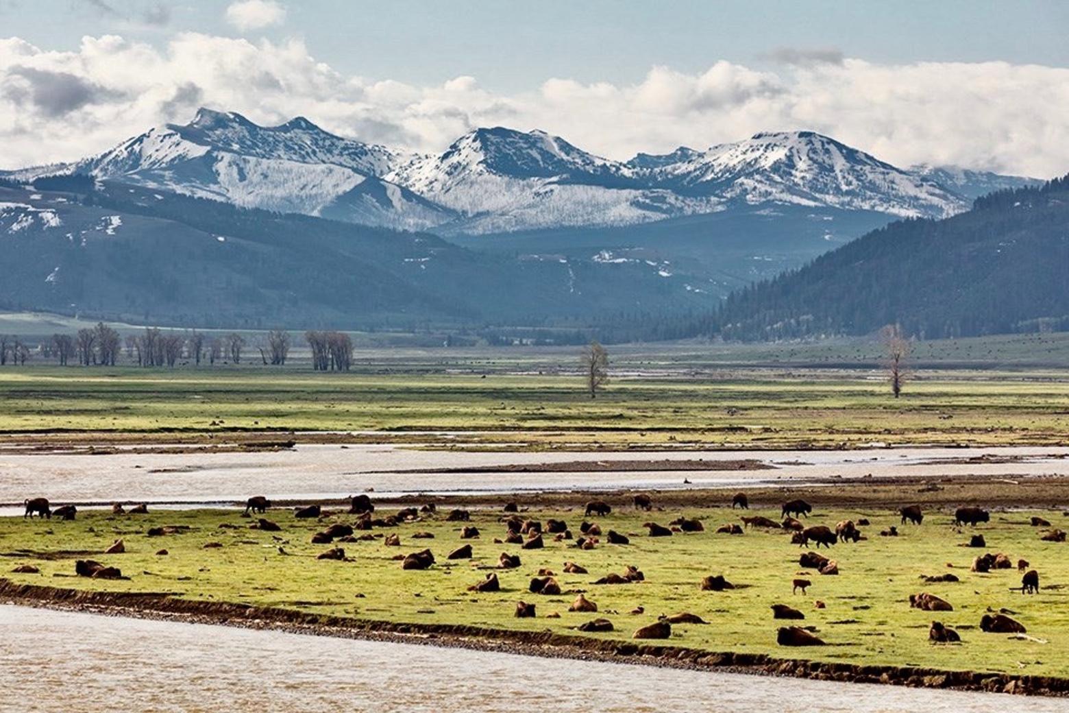 Family bands of bison gather in Yellowstone's Lamar Valley.  Photo courtesy Jacob W. Frank/NPS