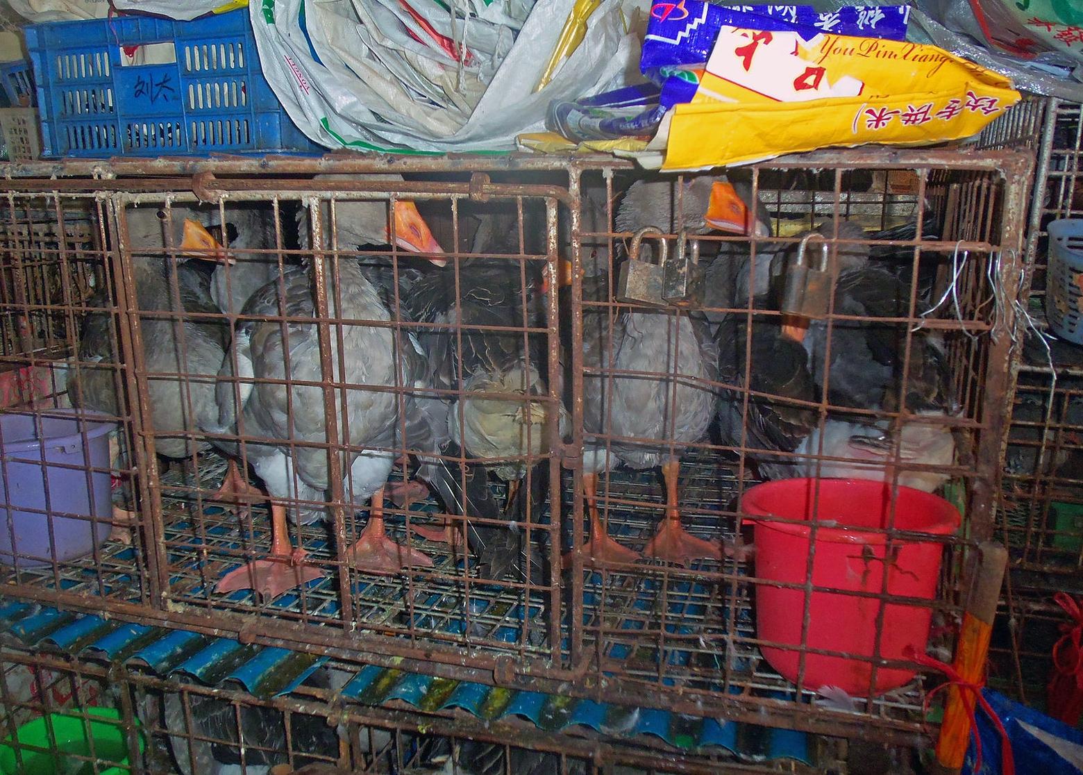 The open-air "wet" markets of Asia, where wildlife and domestic animals are kept confined, bought, killed and washed in settings where deadly viruses stew, is a huge problem—one that is explored in David Quammen's book "Spillover"  Covid-19 is believed to have emanated from a live infected bat and from that  single creature is wreaking havoc for billions of people around the world.  This photo of caged ducks taken by Daniel Case in the Luohu District of Shenzhen, China