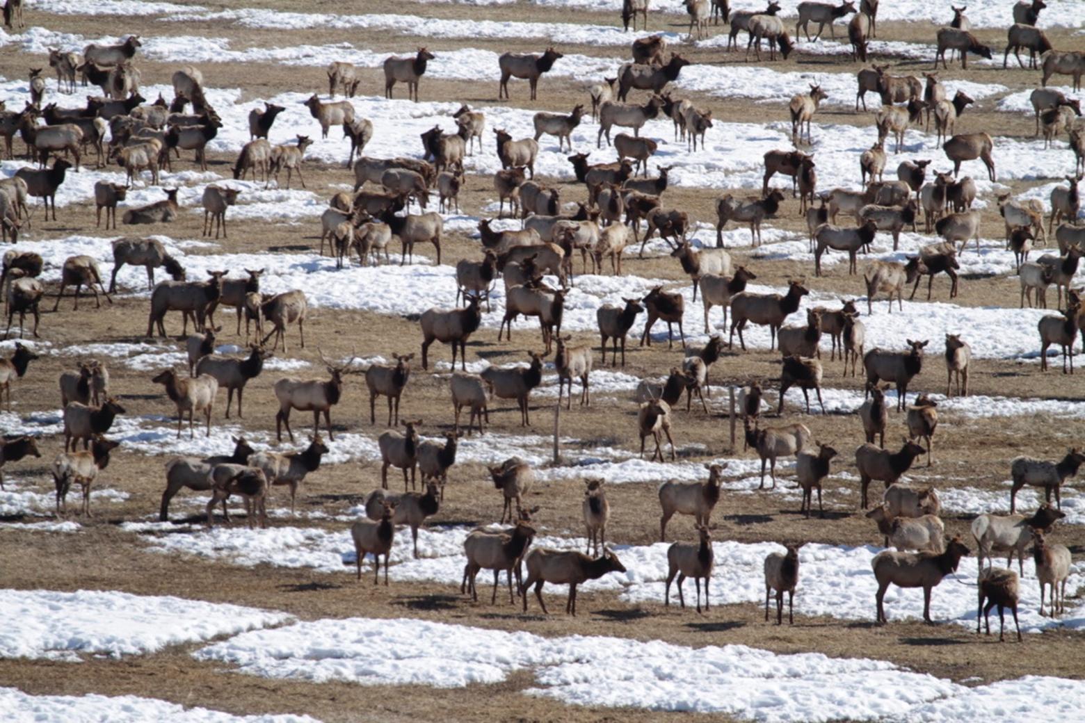 Elk bunched up around feed at the National Elk Refuge in Jackson Hole. Epidemiologists say that this wildlife management practice in the face of approaching Chronic Wasting Disease is no different than having spring breakers gathered on a beach as Covid-19 is bearing down. Image courtesy Daniel Schmidt/Feeding the Problem (https://feedingtheproblem.wordpress.com) 