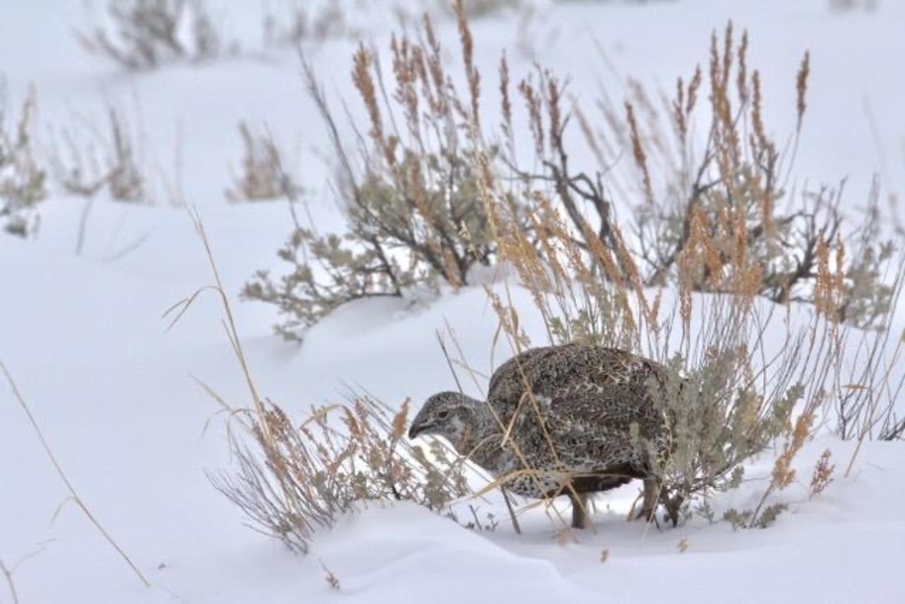 A Greater Sage-Grouse hen.  Sage-grouse are important indicators of habitat distrubance threshholds for wildlife and in most of the West, as well as Wyoming which holds the best habitat left, they are in decline.  The BLM has been allowing oil and gas drilling to proceed in sage-grouse habitat. Photo by Franz Camenzind. 