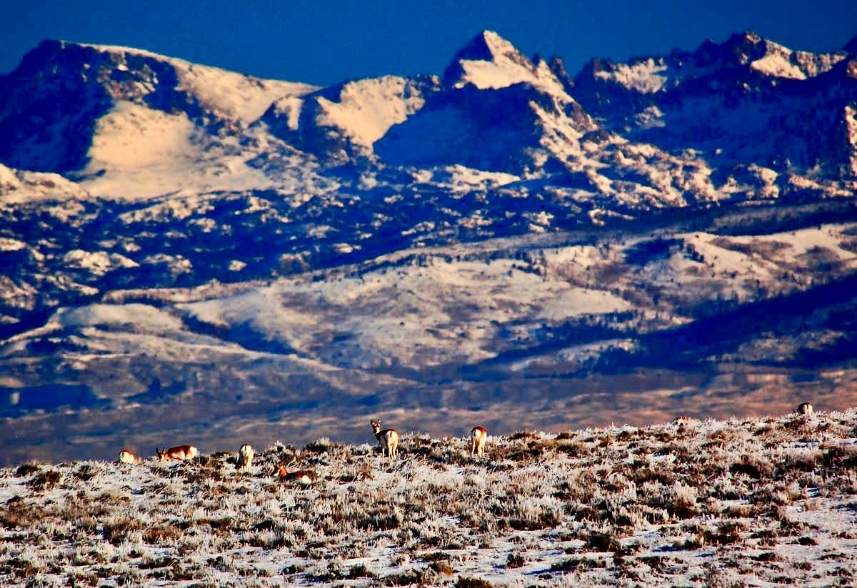 Pronghorn, which Lewis and Clark called "speed goats," under the shadow of Wyoming's Wind River Range. Photo by Joel Berger, CC BY-ND