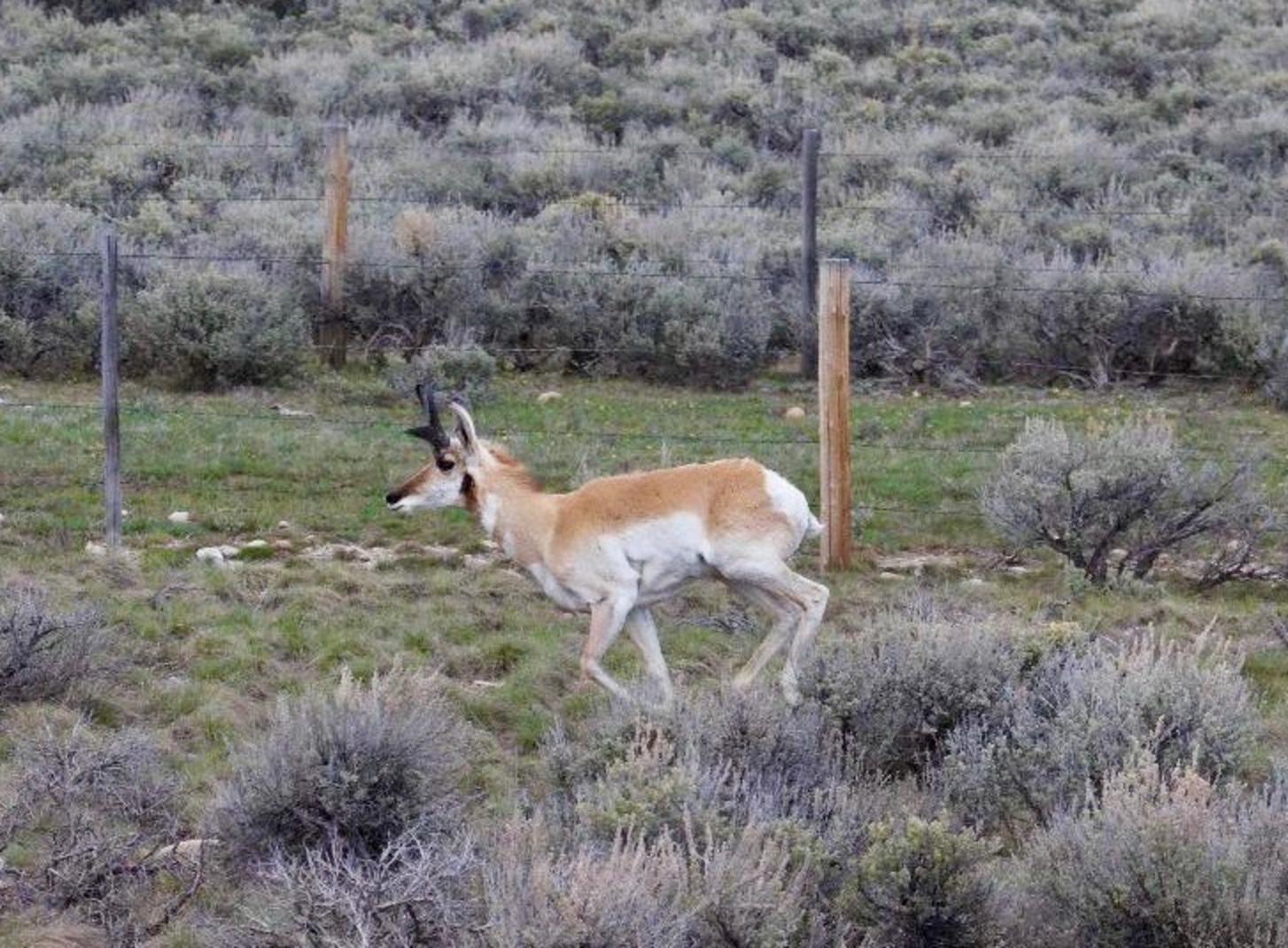 Every spring, pronghorn that spend their winters in the Upper Green River Basin in Wyoming migrate north through the Hoback and on to their summer grounds in Jackson Hole—a remarkable journey but fraught with sometimes deadly obstacles. 