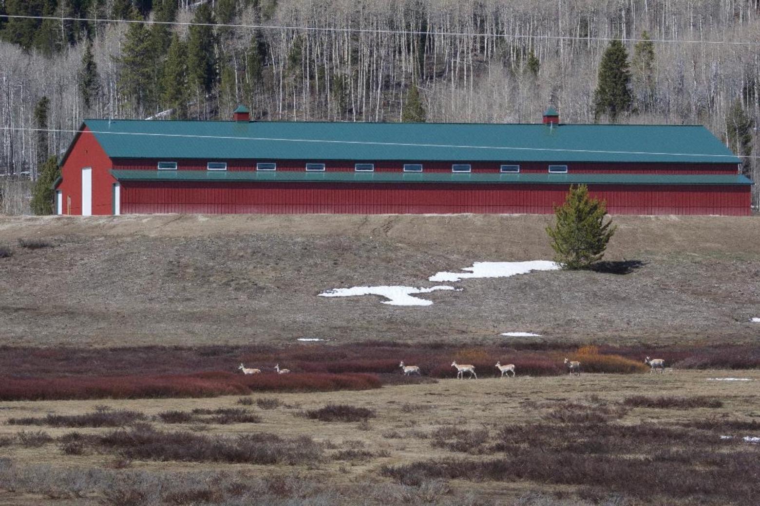 A band of pronghorn contemplate how they will maneuver obstacles that impede their long seasonal commute that for some reaches Grand Teton National Park. The three photographs above were taken by Franz Camenzind on May 7, 2020 at a place known colloquially as "The Rim" between Daniel Junction and Hoback. Scenes like this are repeated over and over again for miles. Photos by Franz Camenzind